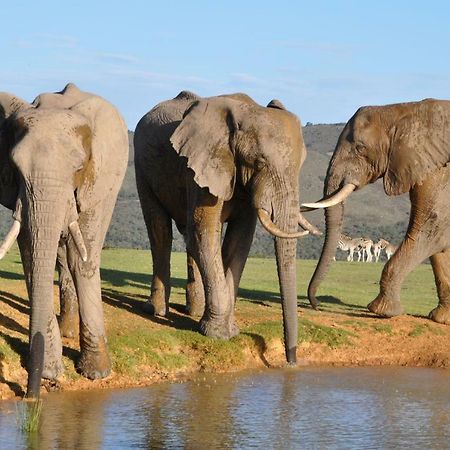 Addo Elephant Lodge & Safaris Kirkwood エクステリア 写真