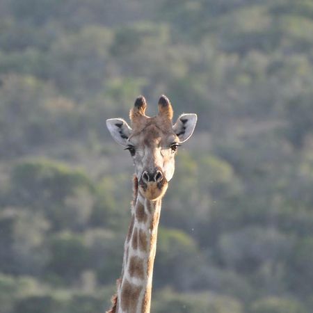 Addo Elephant Lodge & Safaris Kirkwood エクステリア 写真