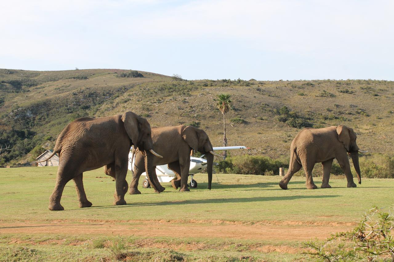 Addo Elephant Lodge & Safaris Kirkwood エクステリア 写真
