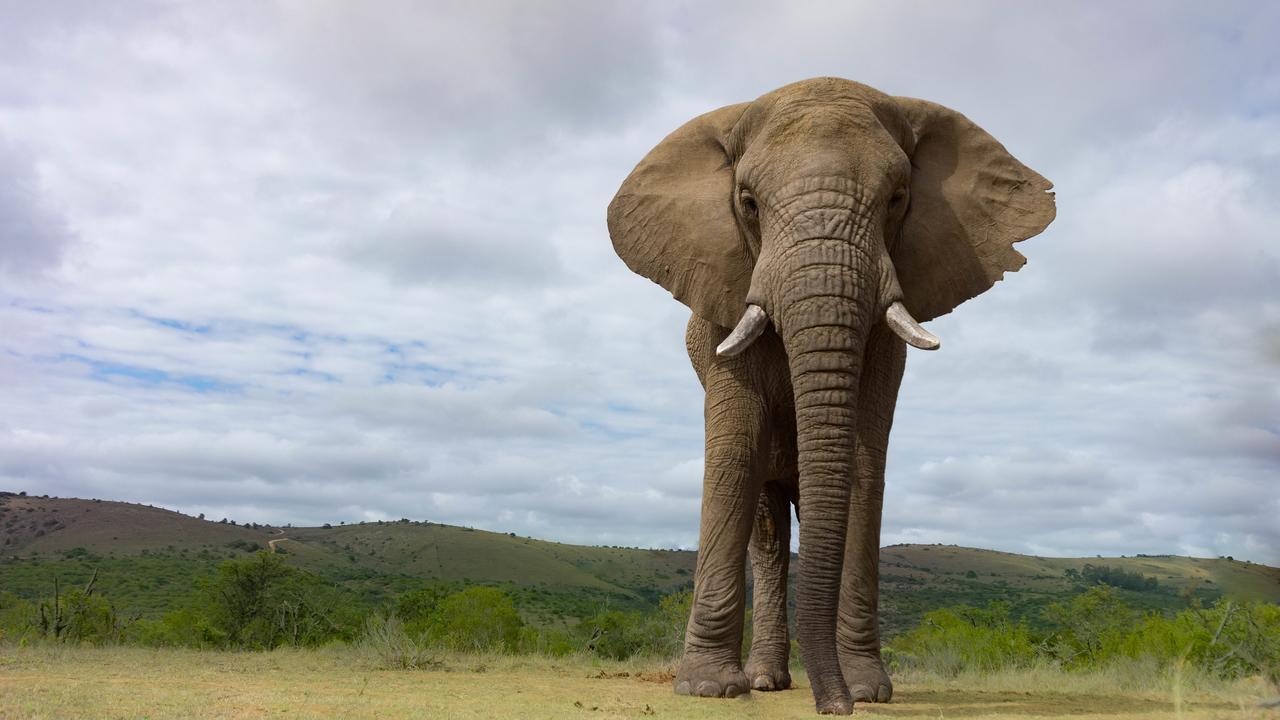 Addo Elephant Lodge & Safaris Kirkwood エクステリア 写真