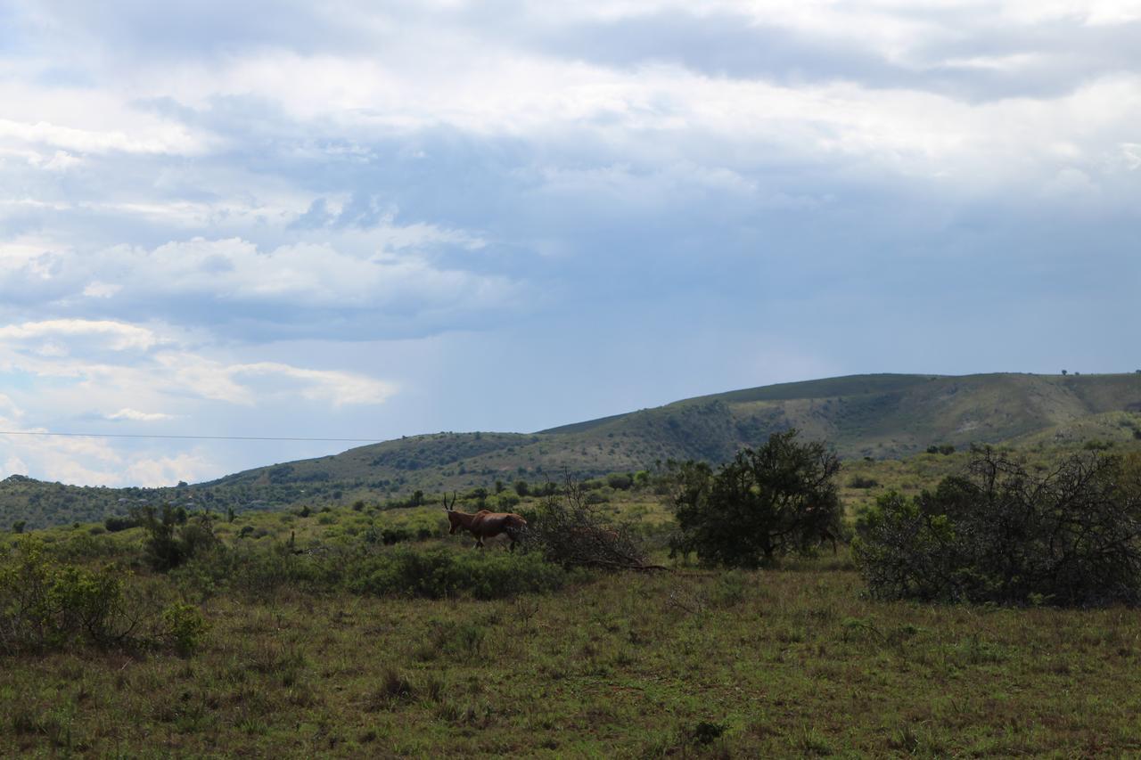 Addo Elephant Lodge & Safaris Kirkwood エクステリア 写真