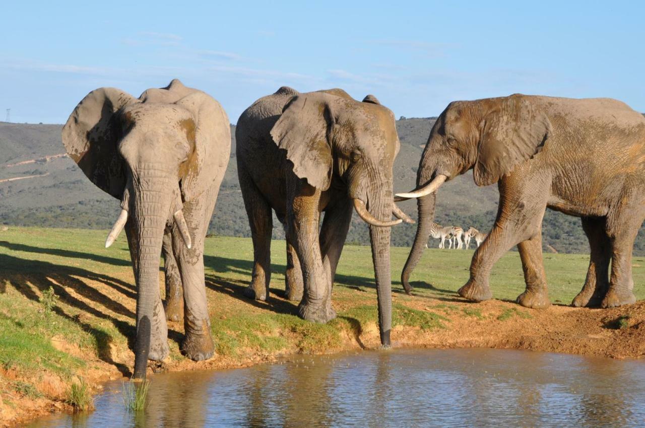 Addo Elephant Lodge & Safaris Kirkwood エクステリア 写真