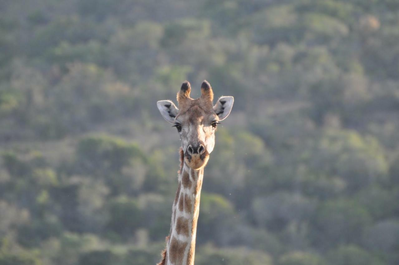 Addo Elephant Lodge & Safaris Kirkwood エクステリア 写真